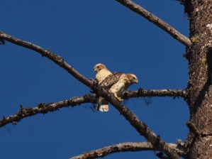 Two Broad-winged Hawk fledglings