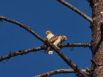 Broad-winged Hawk Fledglings