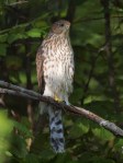 Young Cooper’s Hawk
