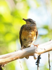 A young Varied Thrush feeding on thimbleberries in fall