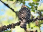 Fledgling Cooper’s Hawk