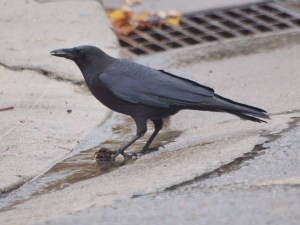 Crow with hazelnut