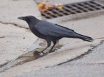 Crow with hazelnut