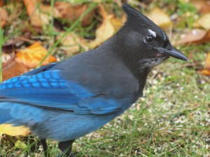 Steller's Jay in autumn