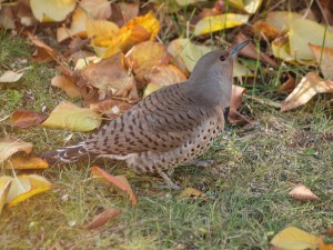 A female Northern Flicker 