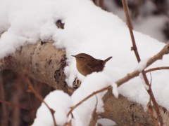 A Winter Wren in winter