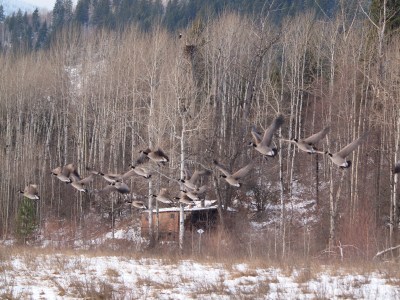 Nervous geese leaving a feeding ground - watched by a bald eagle