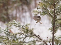 A Golden-crowned Kinglet foraging