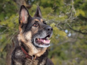 Male German Shepherd at 10 years old