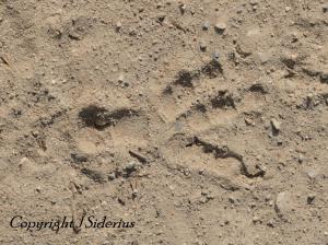 solitary Raven track