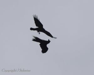 acrobatic raven flight in silhouette