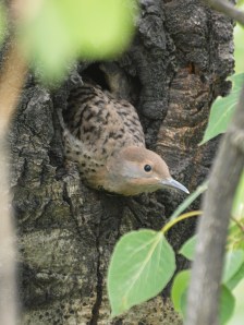A Northern Flicker young ready to fledge