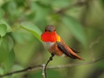 Rufous Hummingbird
