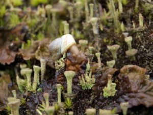 A snail in a lichen forest