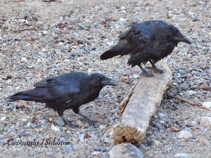two young Ravens. One is playing with a stick
