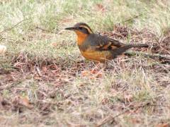 Female Varied Thrush April 2011