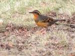 Female Varied Thrush