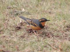 Male Varied Thrush April 2011