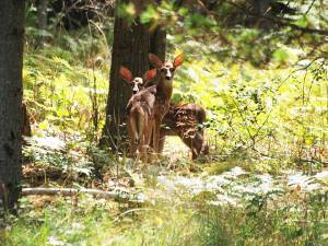 White-tailed Deer fawns 