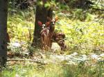 White-tailed Deer fawns