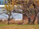 White-tailed Deer in&nbsp;Orchard