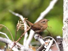 A Winter Wren in spring