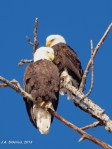 Bald Eagle Pair