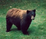 Black Bear