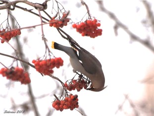 Bohemian Waxwing feeding on Mountain Ash berries
