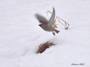 early winter waxwing