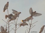 Bohemian Waxwings (painted&nbsp;effect)