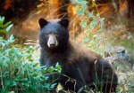 Brown Black Bear