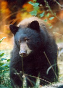 brownbearyardfixsigned