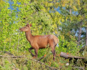 Young Bull Elk