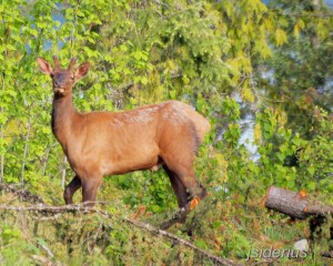 Young Bull Elk - antlers just starting to grow