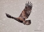 Eagle in the&nbsp;snow