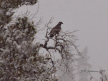 Young Bald Eagle waiting out the snow