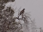 eagle in snow in&nbsp;tree