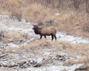 Bull Elk on the Slocan River