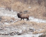 Bull Elk on the Slocan&nbsp;River