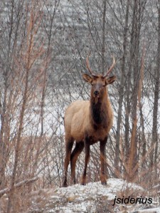 Young bull on the Slocan River