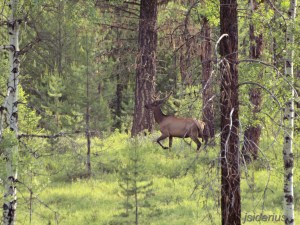Bull Elk in the East Kootenays