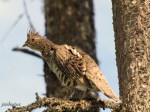 Ruffed Grouse