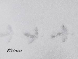 Grouse Tracks in Snow