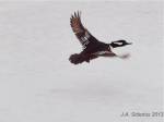 Hooded Merganser Male
