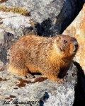 Yellow Bellied Marmot