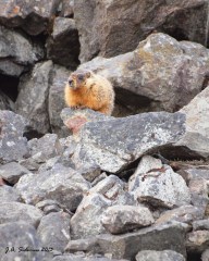 surveying the situation from the safety of  the rocks