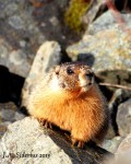 Yellow-bellied Marmot