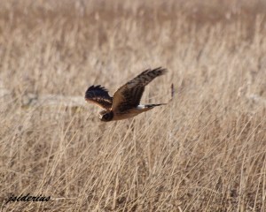 Harrier scouring the marshes for prey
