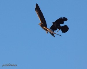 Crow harassing Harrier Female